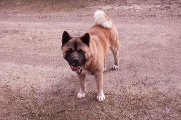 American Akita dog breed