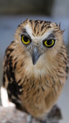 Exotic birds live in the tropics of Indonesia, looks very beautiful