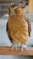 Exotic birds live in the tropics of Indonesia, looks very beautiful