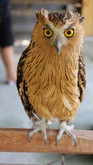 Exotic birds live in the tropics of Indonesia, looks very beautiful