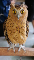 Exotic birds live in the tropics of Indonesia, looks very beautiful