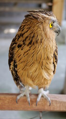 Exotic birds live in the tropics of Indonesia, looks very beautiful