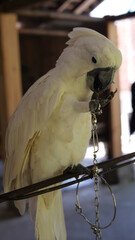 Exotic birds live in the tropics of Indonesia, looks very beautiful