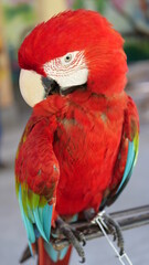 Exotic birds live in the tropics of Indonesia, looks very beautiful