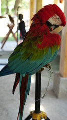 Exotic birds live in the tropics of Indonesia, looks very beautiful
