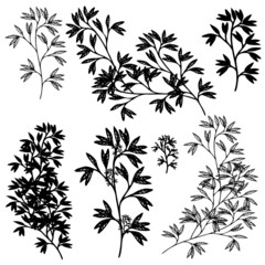 foliage silhouette, floral background black and white, leaves set vector isolated