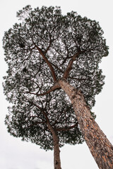 Two tall trees seen from below