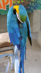 Exotic birds live in the tropics of Indonesia, looks very beautiful