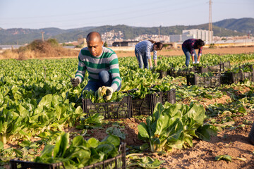 Skilled latina man engaged in gardening picking fresh swiss chard on farm