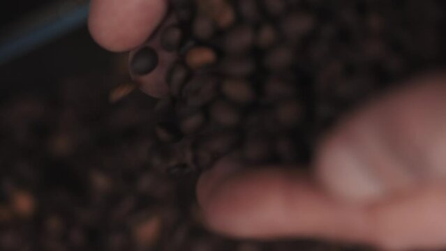Closeup of hands holding fresh raw green coffee beans. Coffee falls out.