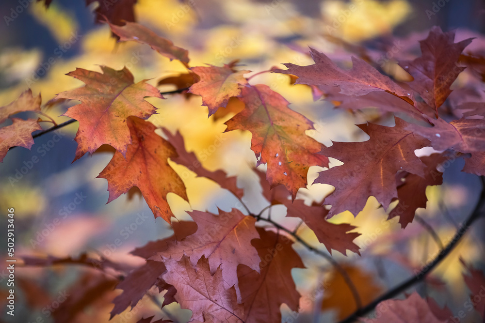 Canvas Prints Autumn leaves