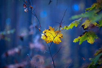 Autumn leaves