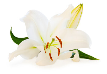 Wonderful white Lily with a bud isolated on white background, including clipping path without shade.