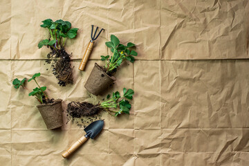 Growing seedlings. Cultivation strawberries. Spring plantings. Gardening in the spring at home. Strawberry transplant