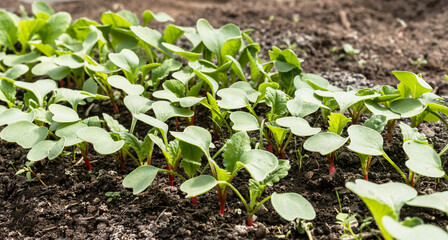 young radish seedlings growing in soil in garden bed organic gardening and farming concept healthy food, agriculture or horticulture