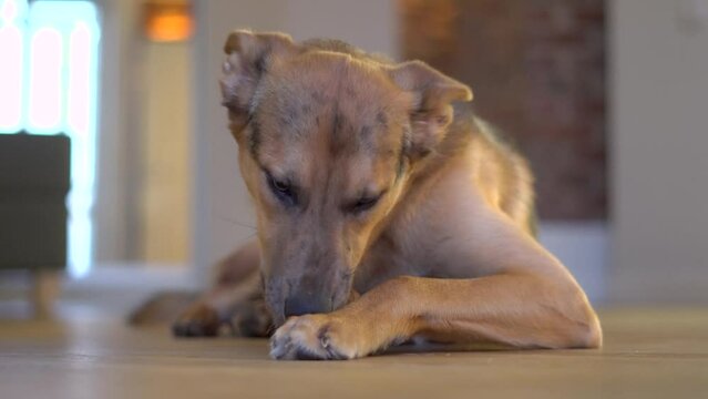 Domestic dog gnaws a bone on the floor