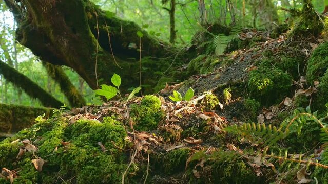 close-up, moss in the forest fluttering in the wind. the lights of a sun
