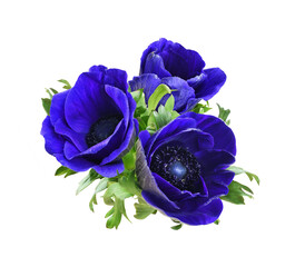 Floral arrangement with three blue anemone flowers isolated