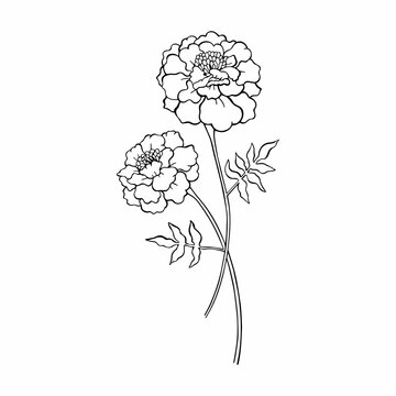 Vector illustration of marigold flowers. Contour, doodle, silhouette. Isolated on white background.