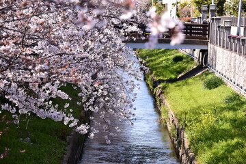 桜