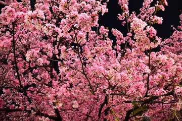 夜桜