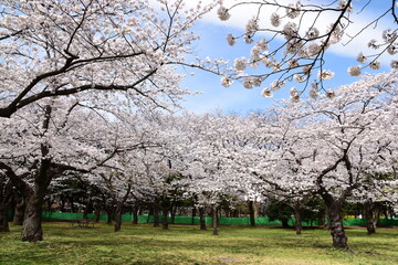 公園の桜