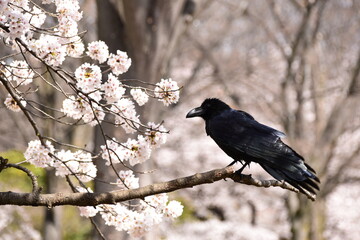桜とカラス