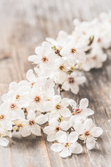 Apple tree branch with white blossoms on wooden background