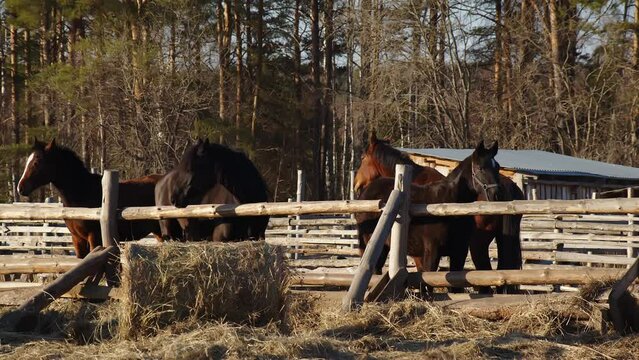 Four dark thoroughbred horses stand calmly behind a wooden fence in the rays of the morning sun against the backdrop of the forest