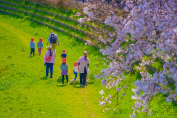 野川の桜と幼稚園児