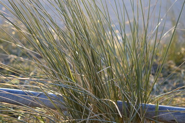 Close up: Marram grass (Ammophila arenaria) in the North Sea dunes with reflections at twilight on a windy spring night (horizontal), Zandvoort, North Holland, Netherlands - obrazy, fototapety, plakaty