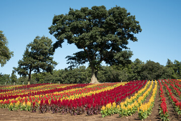 花と木（nature　flower　tree）