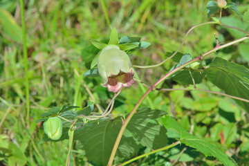 Wildflower (Codonopsis ussuriensis)
