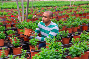 Experienced latin american male farmer working in greenhouse, engaged in cultuvation of mint. ..