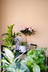 Cozy modern flat with various green plants growing in pots. Desfocus foreground.