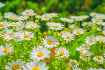 白と黄色の花（カモミール）