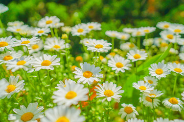 Fototapeta premium 白と黄色の花（カモミール）