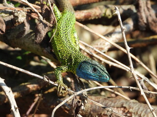 Naklejka na ściany i meble The Iberian Emerald Lizard likes protection from undergrowth