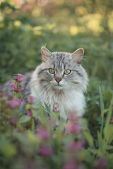 Naklejka na ściany i meble Photo of a beautiful fluffy cat in flowers.