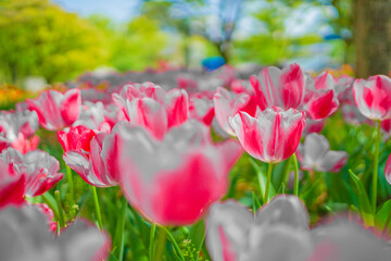 たくさんのピンク色のチューリップ