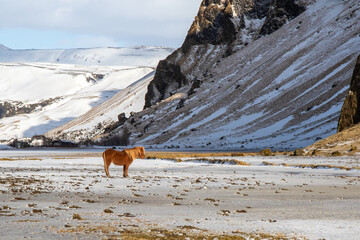 iceland horse in winter