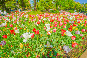色とりどりのチューリップ(横浜公園)