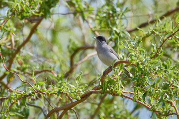 M&auml;nnchen der M&ouml;nchsgrasm&uuml;cke (Sylvia atricapilla)
