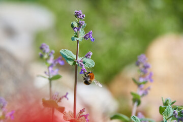 Katzenminze mit Ackerhummel (Bombus pascuorum) © Karin Jähne