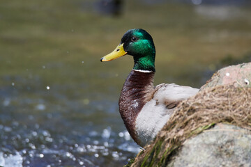 Stockenten Erpel im Frühjahr in der Spree bei der Futtersuche	