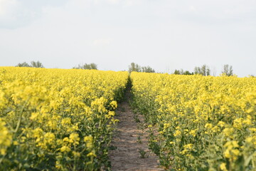 rapeseed field in spring