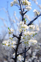 Twig with bright white cherry blossoms in spring against blue sky background.