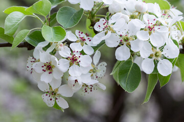 Fototapeta Grusza kwitnąca na wiosnę obraz