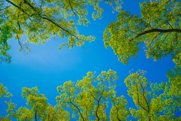 新緑と木漏れ日のイメージ