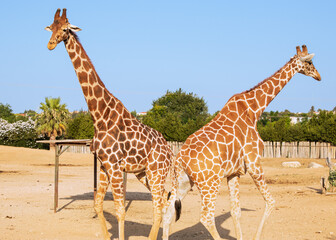 two giraffes walking together in the zoo, Athens